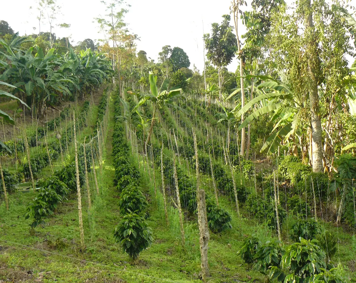 Plantas de café en un cafetal de montaña en Colombia