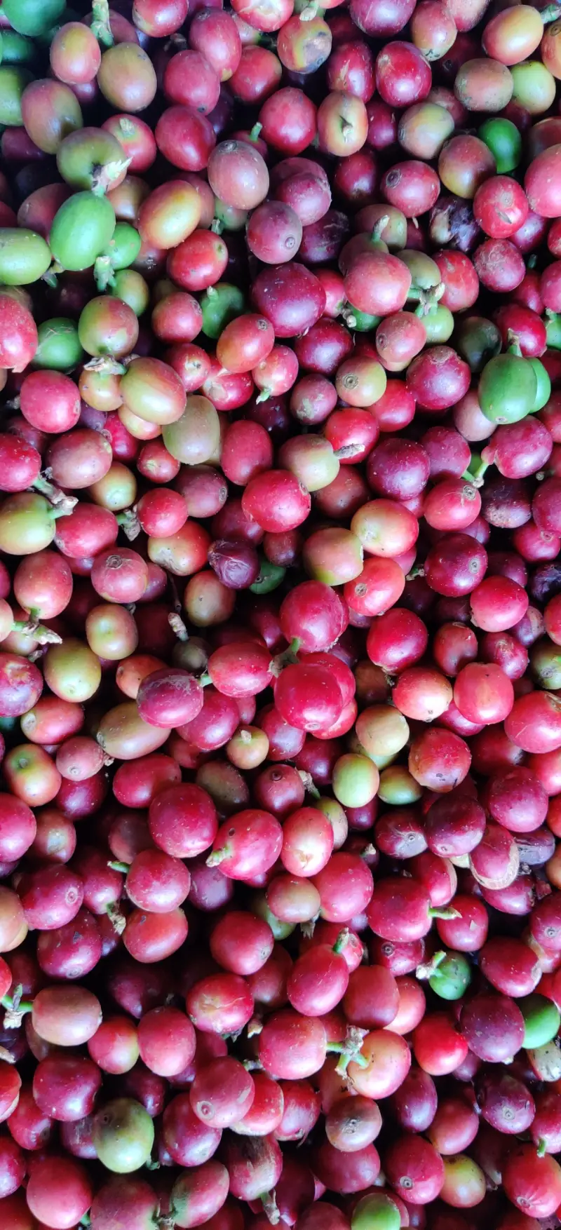 Cerezas de café maduras en la rama