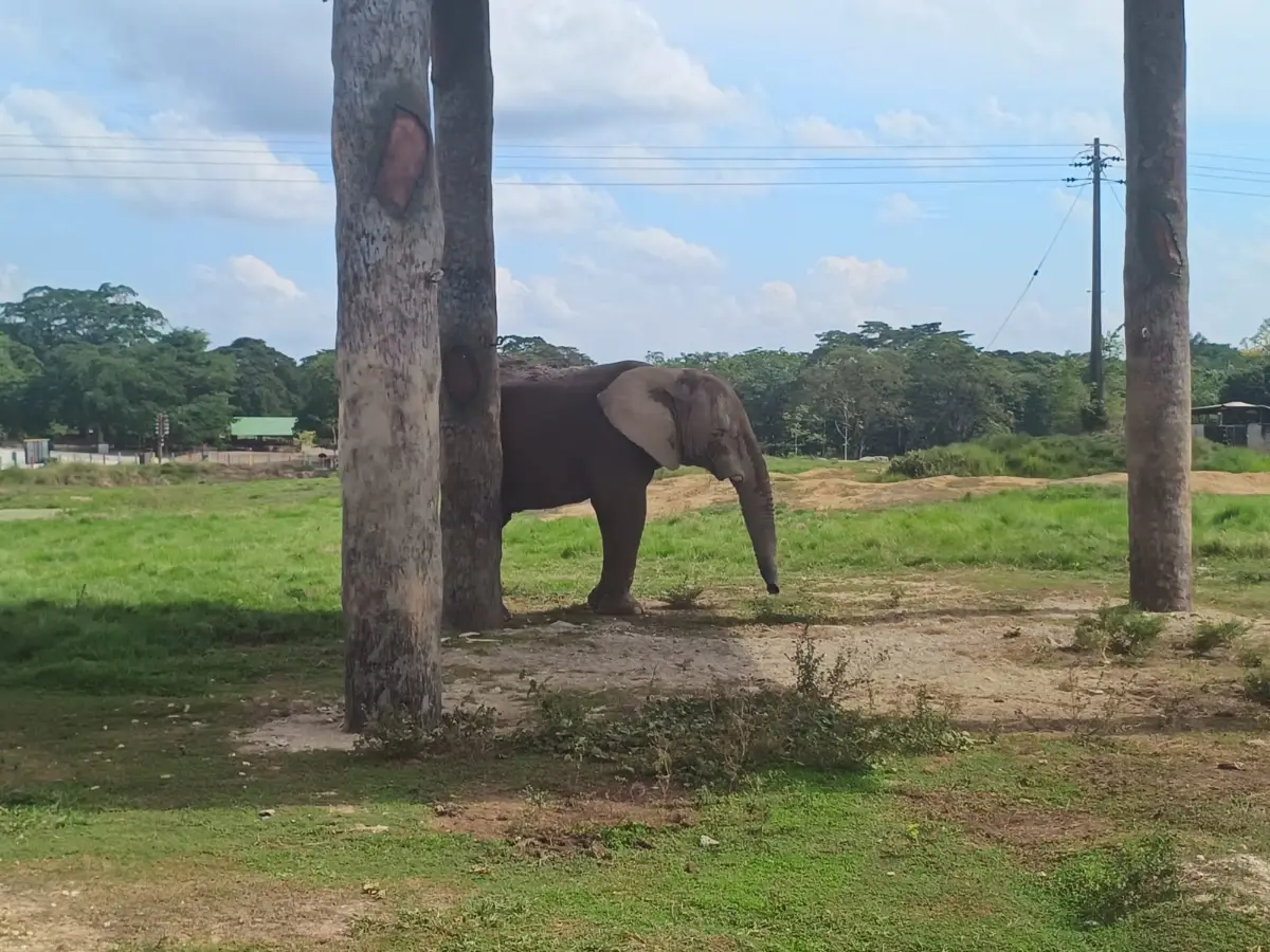 Escultura de elefante en la Hacienda Nápoles