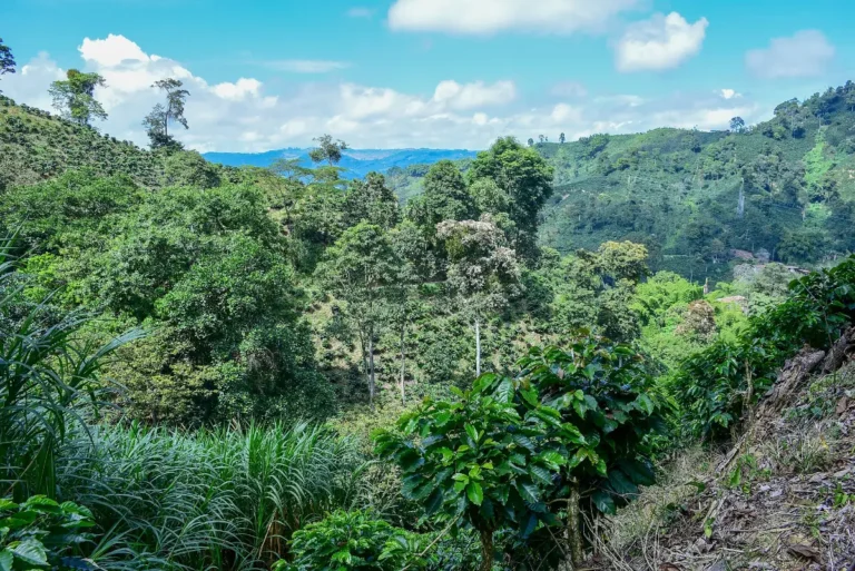 Finca cafetera en las montañas