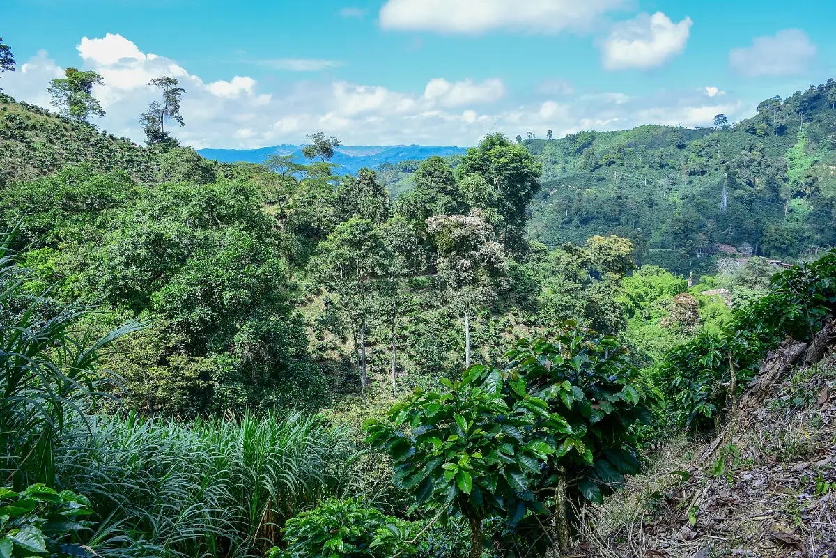 Coffee tour near Medellín: what you do on a coffee farm and what’s included