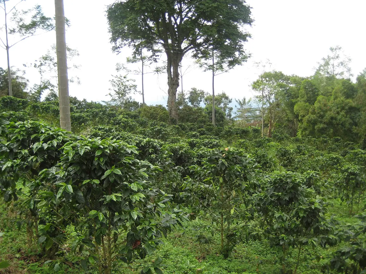 Colombian coffee: the process from seed to cup and the types you should try