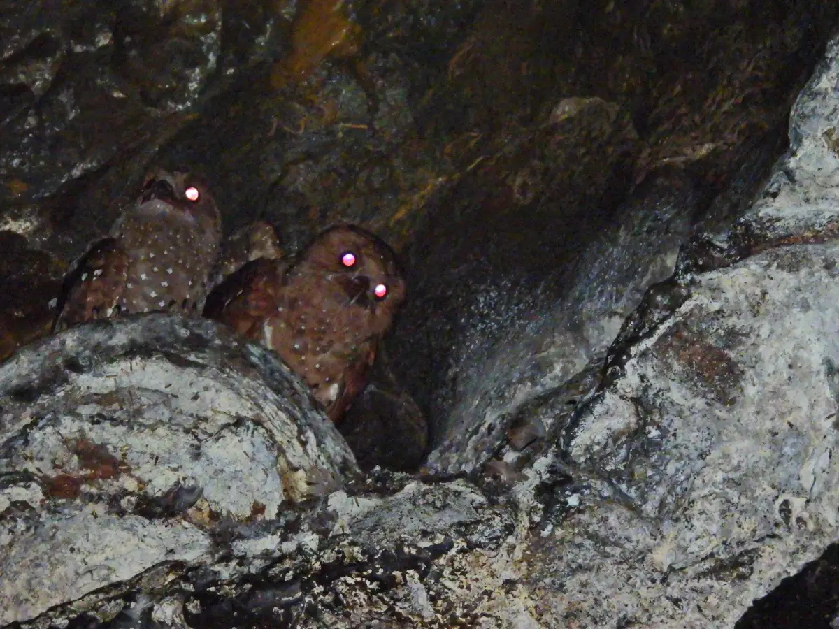 Guácharo, ave nocturna que vive en cuevas