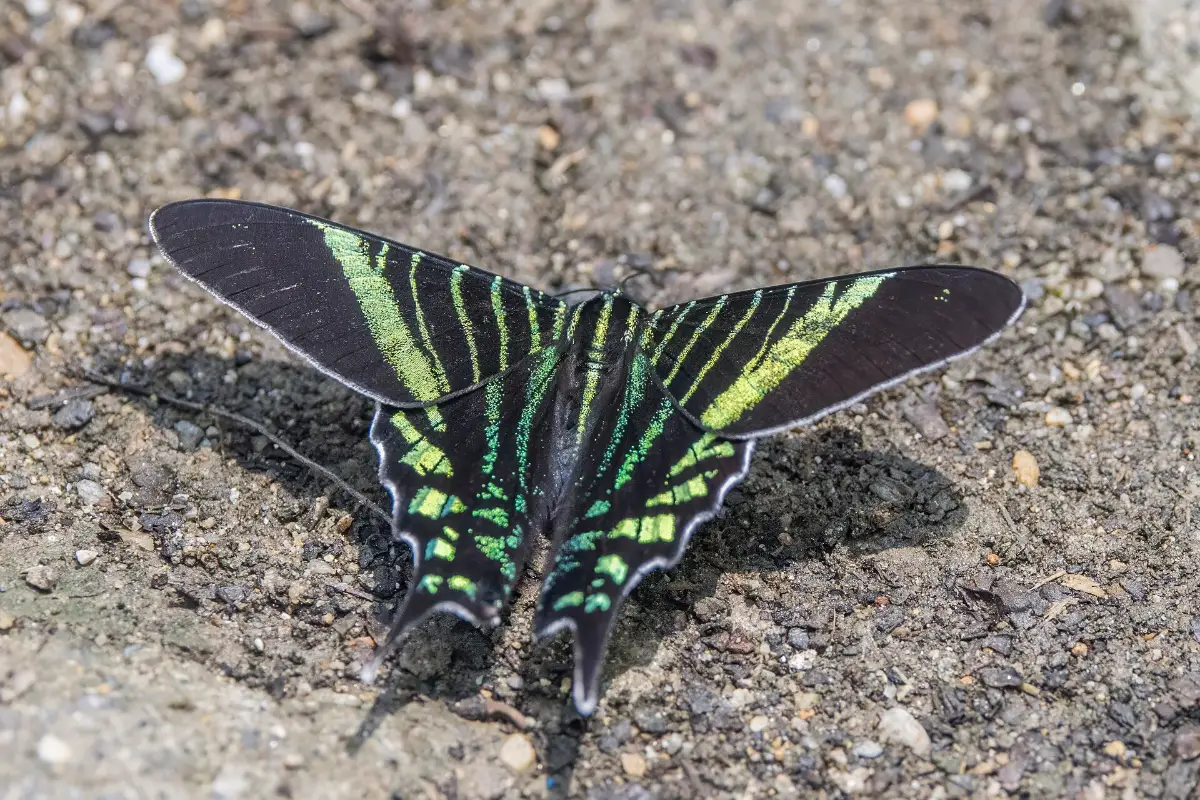 Mariposa posada sobre una hoja en un bosque de Antioquia