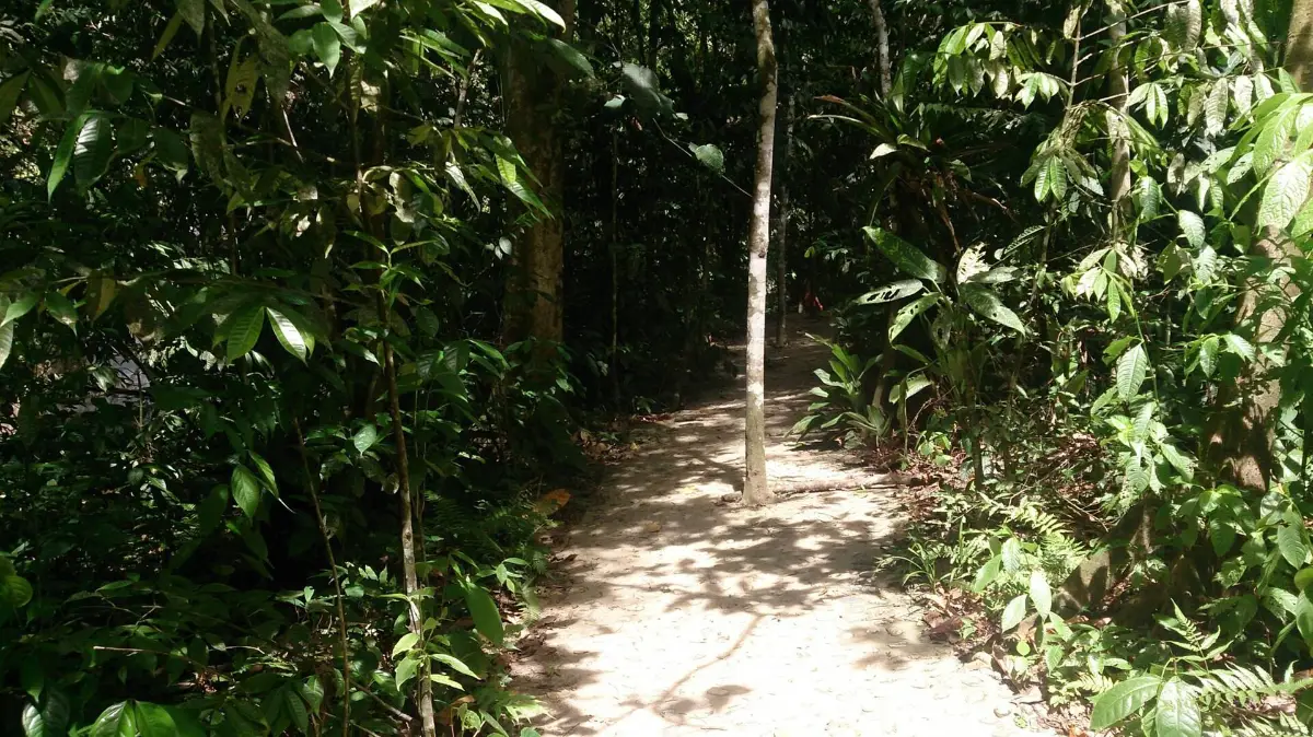Sendero entre la vegetación del cañón de Río Claro