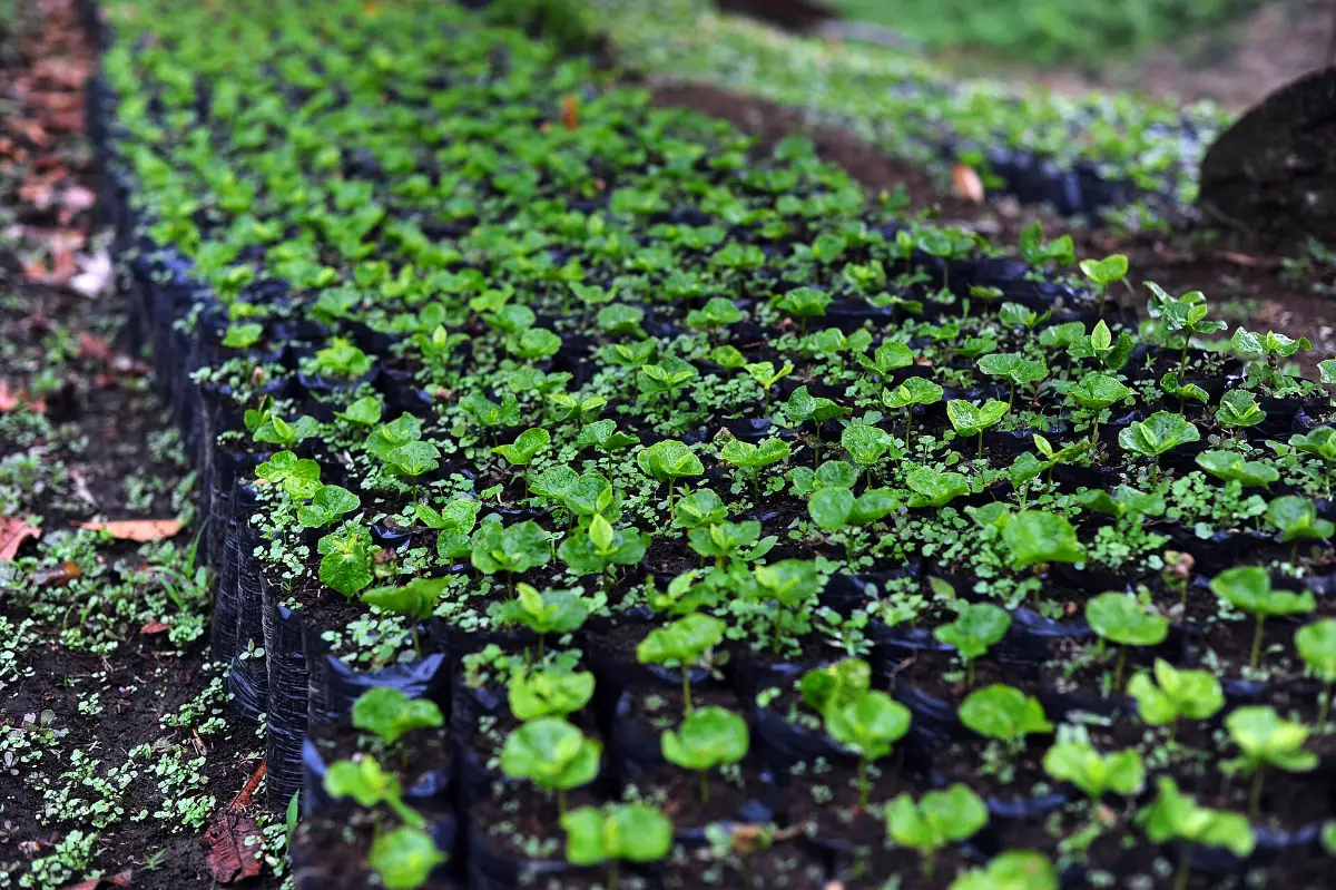 Vivero de plantas de café con diferentes variedades
